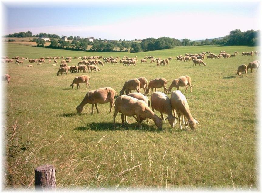Saint-Rome-de-Tarn Les Palmiers Des Caussesヴィラ エクステリア 写真